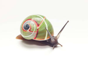 Good looking snail