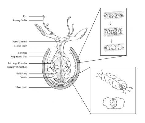 Zainter - Twoflower Anatomy