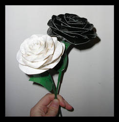 Black and White DT Roses