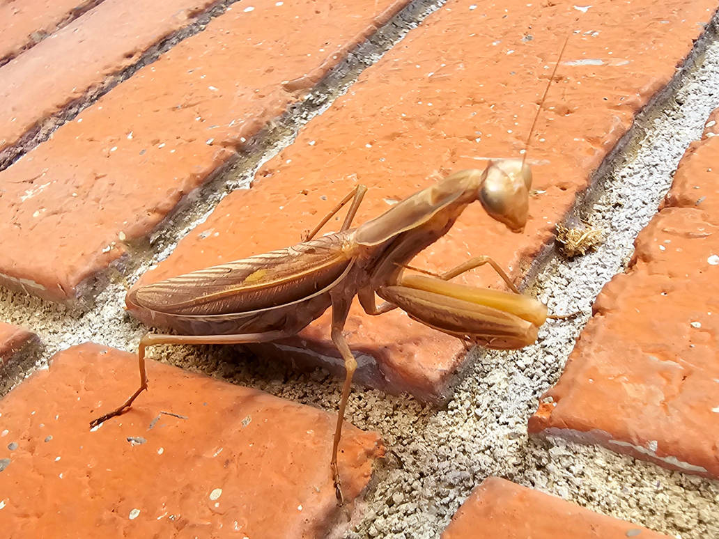 Mantis Digging Praying mantis on bricks. by zcapita on DeviantArt