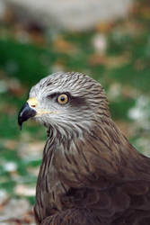 Red KiTe