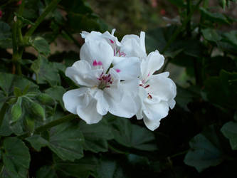 White Cranesbill I