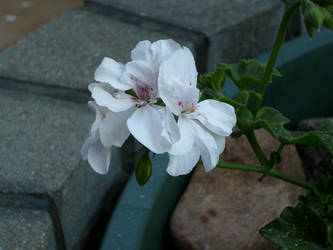 White Cranesbill II