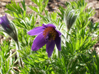 Pasqueflower