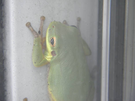 Door frog