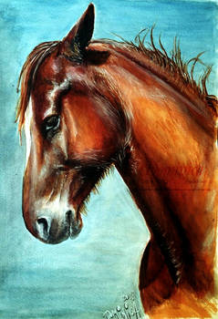 Chestnut Horse