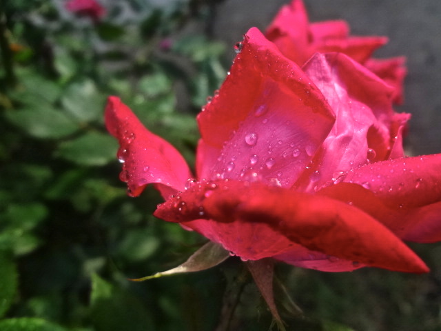 Wet rose