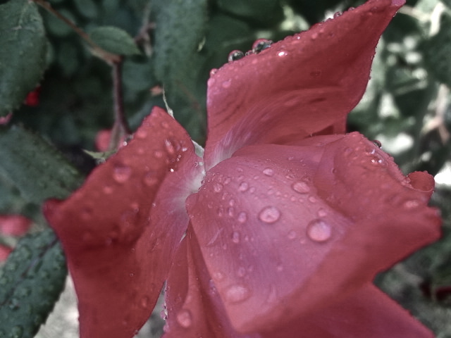 Droplets on a rose