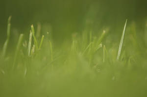 Grass II