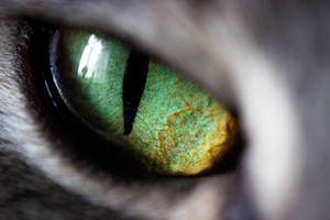 Green eye