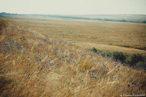 Colors of prairie