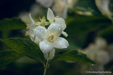 Jasmine after rain