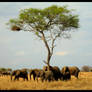 Elephant Herd