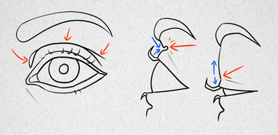 Draw Rope Eye Lids How to understand and draw eyelid's folds by PitGraf on DeviantArt