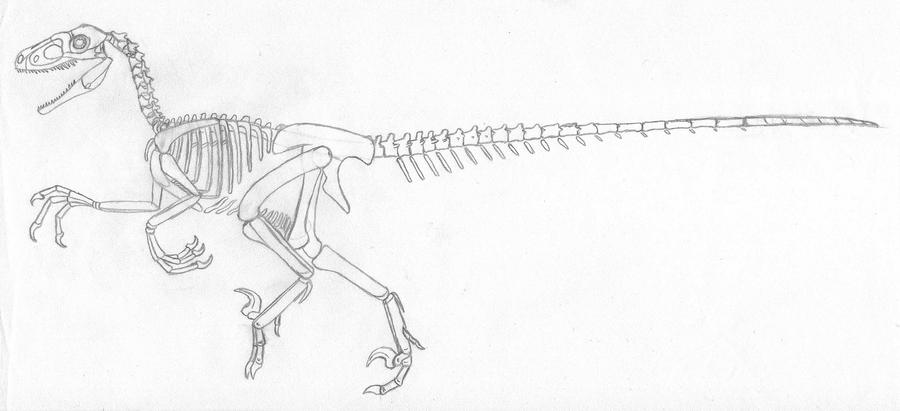 Raptor Skeleton 2 1 By DOTB18 On DeviantArt