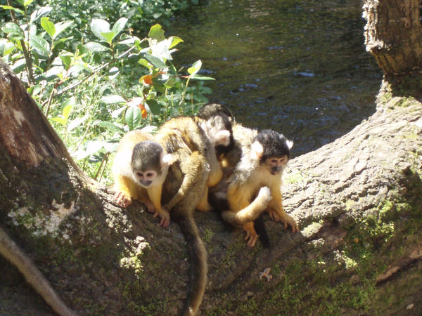 Monkey friends by LoveInFlames on DeviantArt