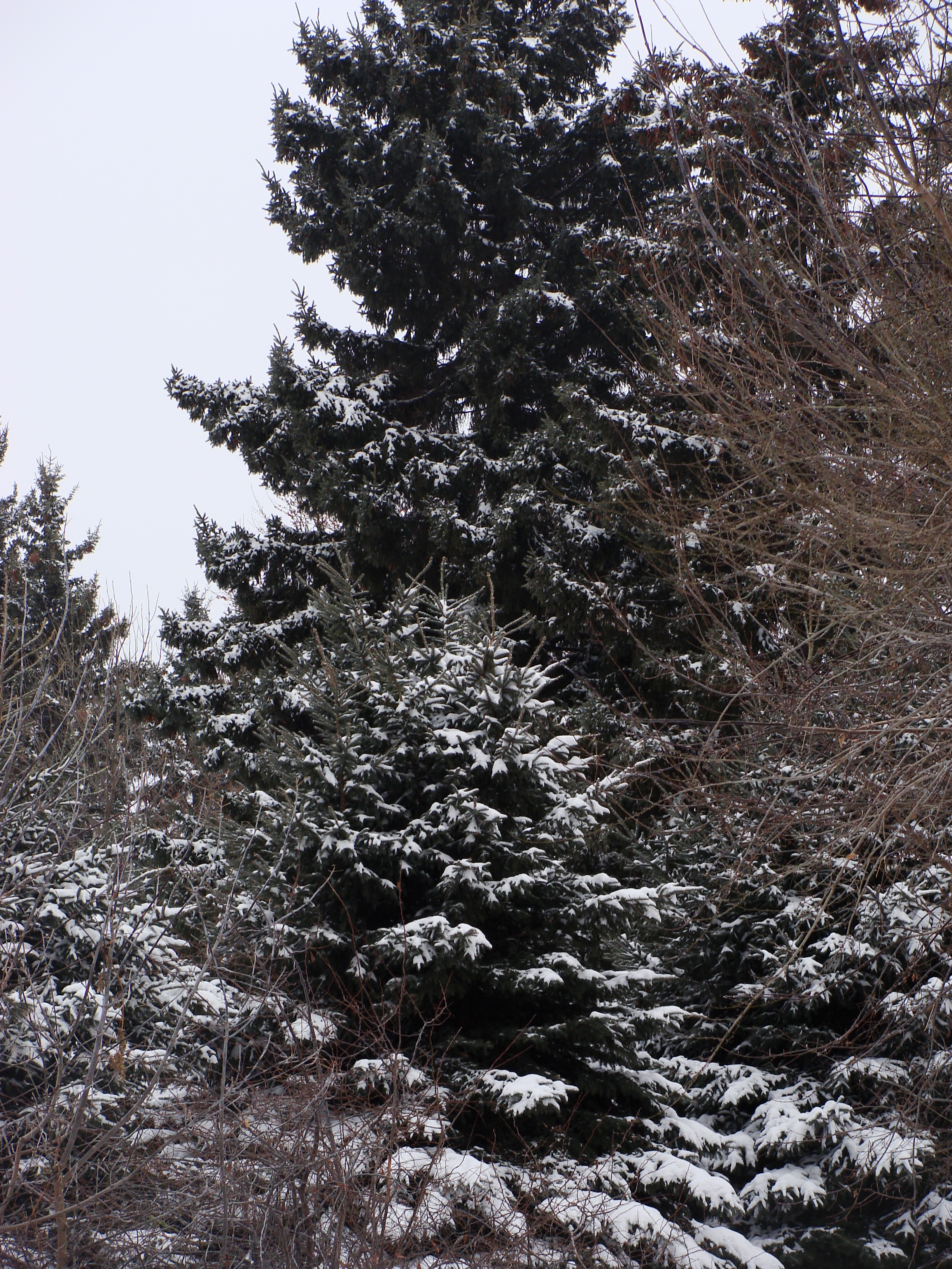 Winter Evergreen