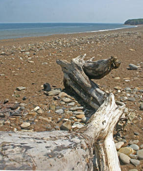 Driftwood