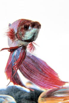 Fighter Fish IIIII Photo