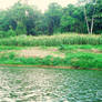 River Cornfield