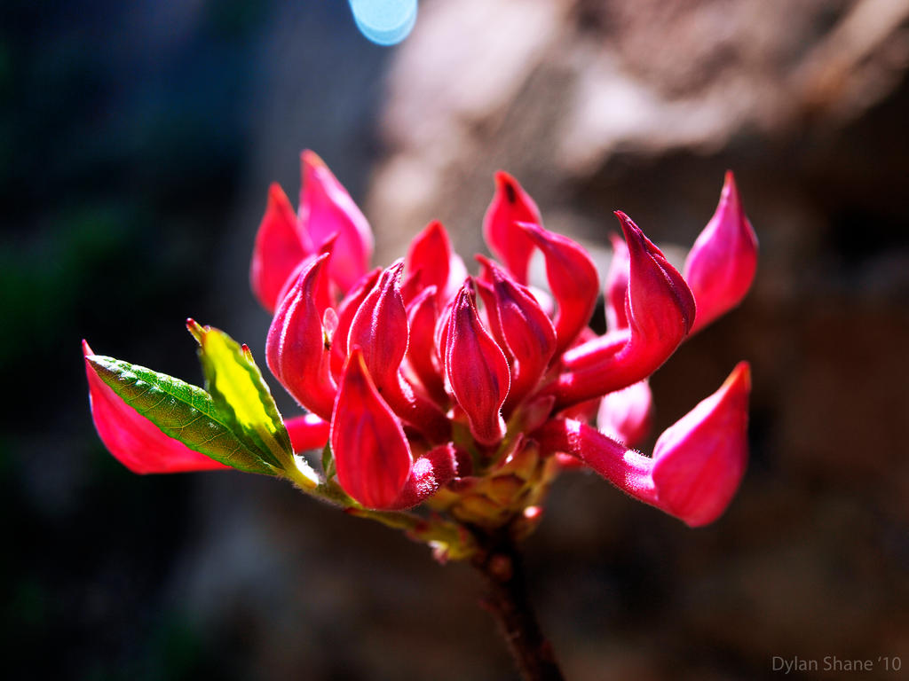 Azalea