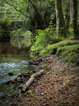 New Forest stream