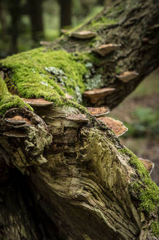 New Forest fungi 1