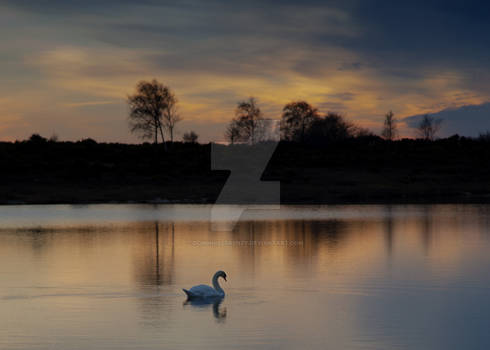 The pond at sunset