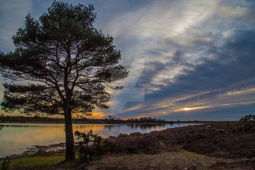 New Forest Winter sunset 2