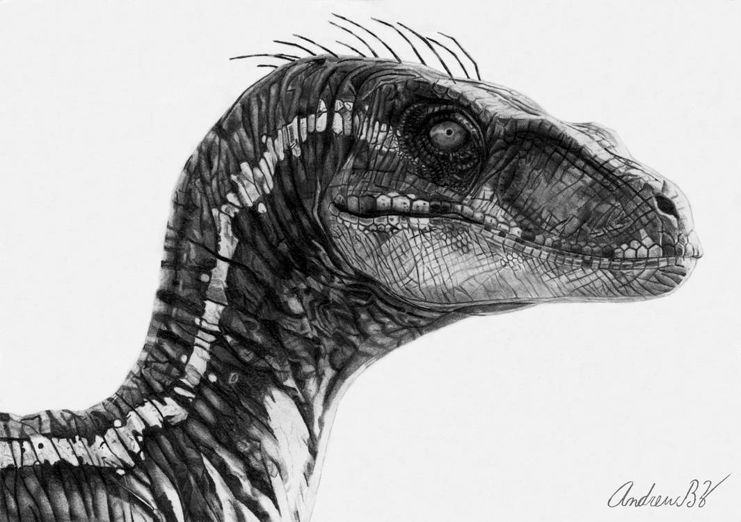 Jurassic Park 3 Velociraptor Realistic Drawing by AndrewBZ on DeviantArt