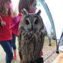 Long-eared Owl