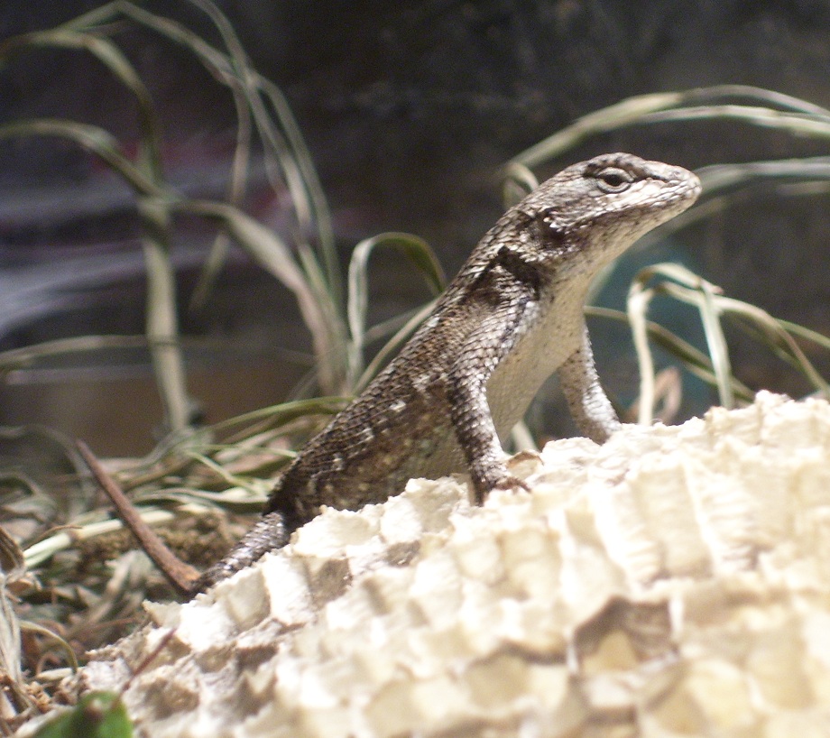 Eastern Fence Lizard