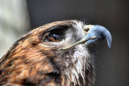 Identify Iowa Raptor Explore the Best Iowaraptorproject Art | DeviantArt