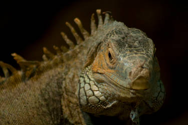 Iguana