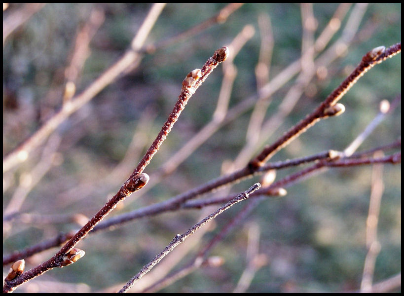 Winter Branches