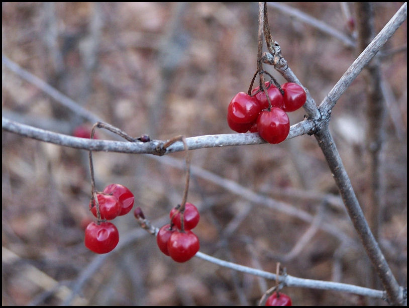 Highbush Cranberries in Winter