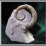 SR Fossil: Allocrioceras