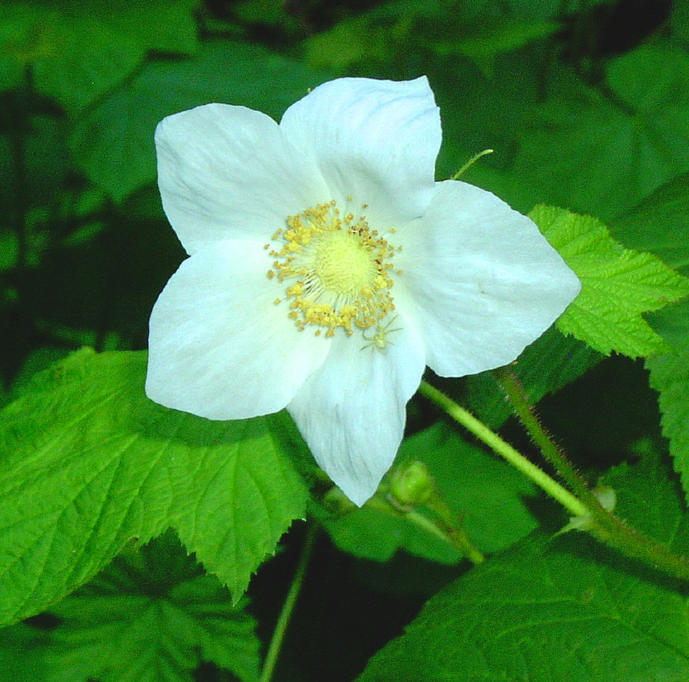 Salmonberry Flower 1