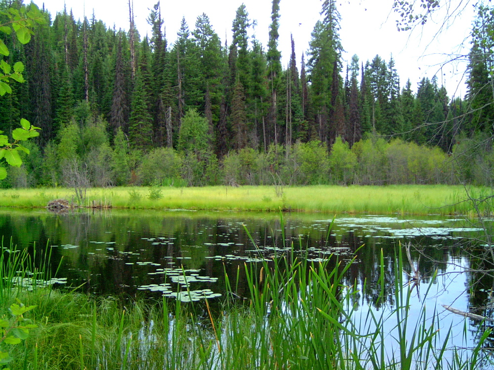 Swan Lake Lagoon