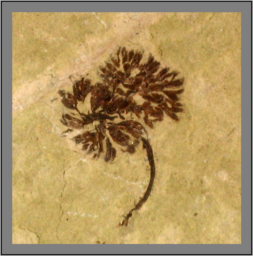 SR Fossil: Small Flowers