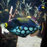 Colorful Fish in Aquarium by happeningstock