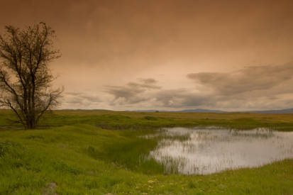 Landscape with Tree and Pond