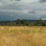 Field of Grass with Treeline