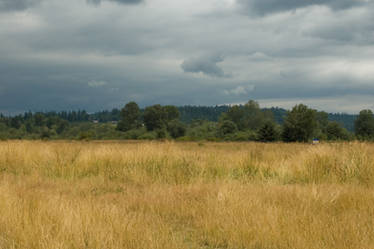 Field of Grass with Treeline