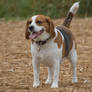 Happy Dog - Beagle