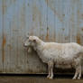 Goat with Wooden Barn Door