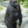 Male Gorilla Standing Up