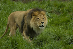 Lion Walking Through Grass