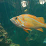 Orange and Yellow Fish