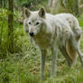 Wolf Standing Up on Grass